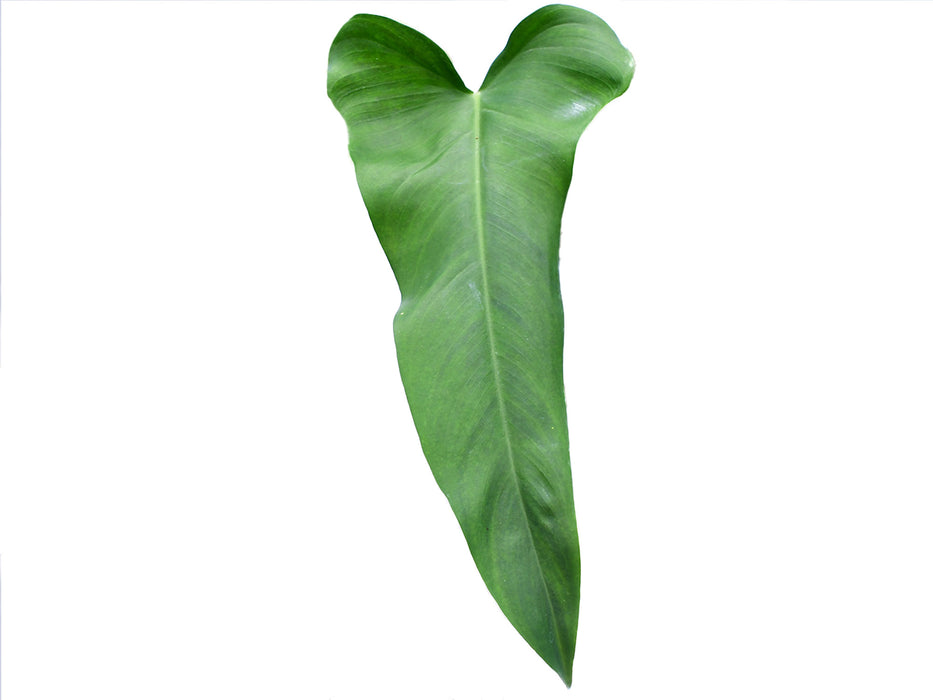 Philodendron paloraense cf x Philodendron Jose Buono