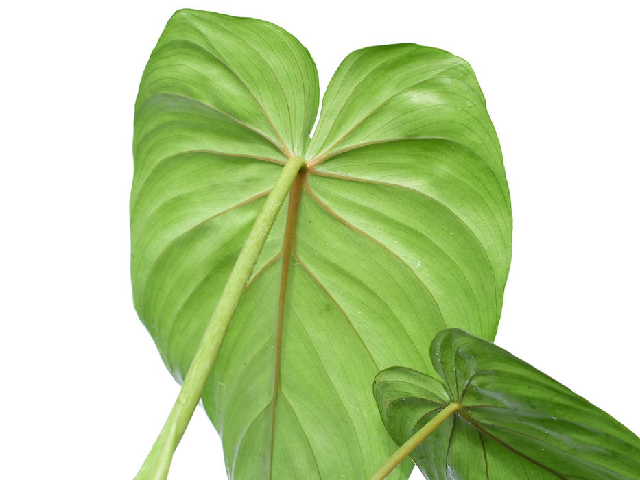 Philodendron sodiroi aff x Philodendron pastazanum