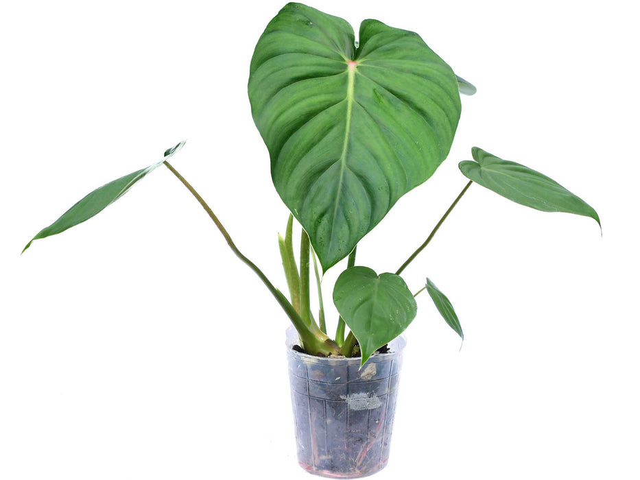 Philodendron sodiroi aff x Philodendron pastazanum