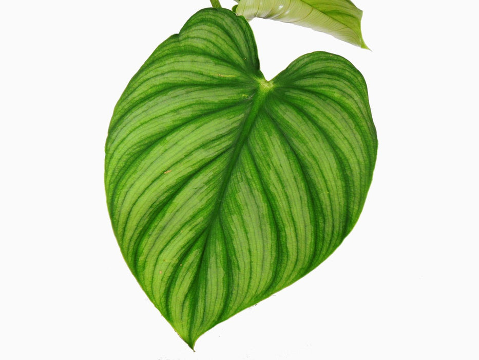 Philodendron plowmanii var citrus