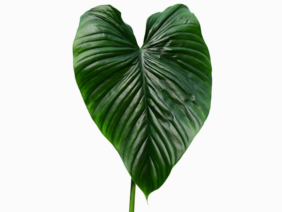 Philodendron rubrocinctum Platinum