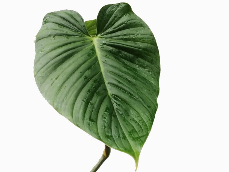 Philodendron rubrocinctum red