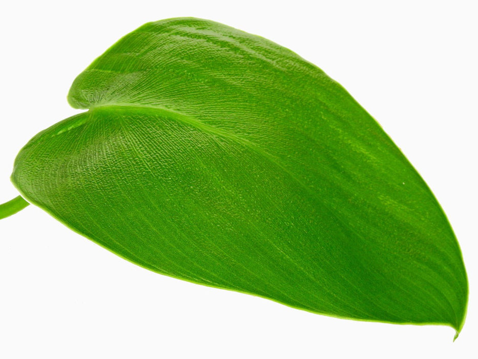 Philodendron rugosum