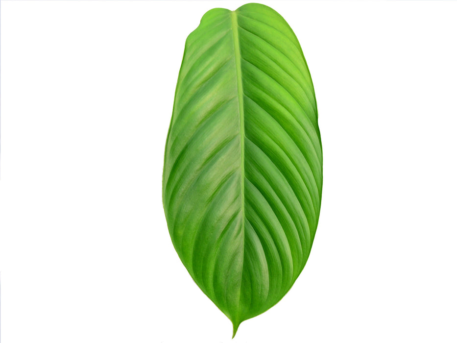 Philodendron scherberichii