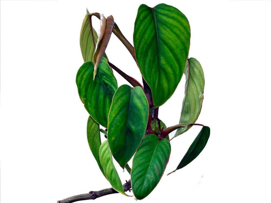 Philodendron smithii red