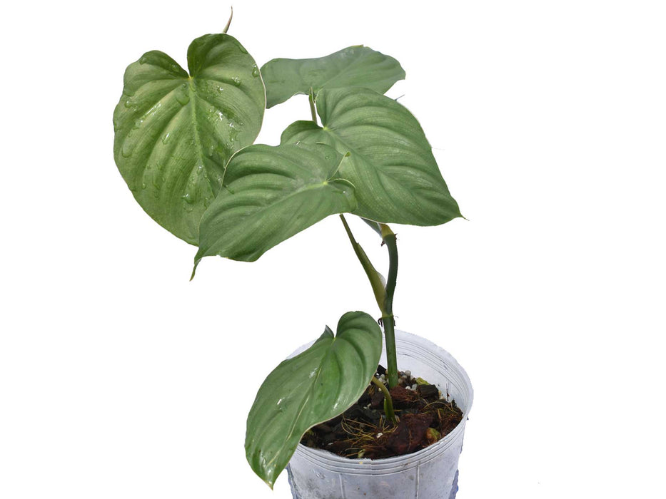 Philodendron sodiroi aff x Philodendron verrucosum 2