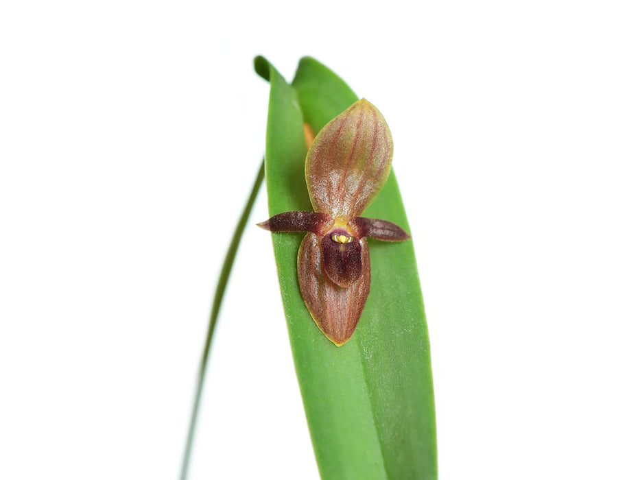 Pleurothallis asplundii