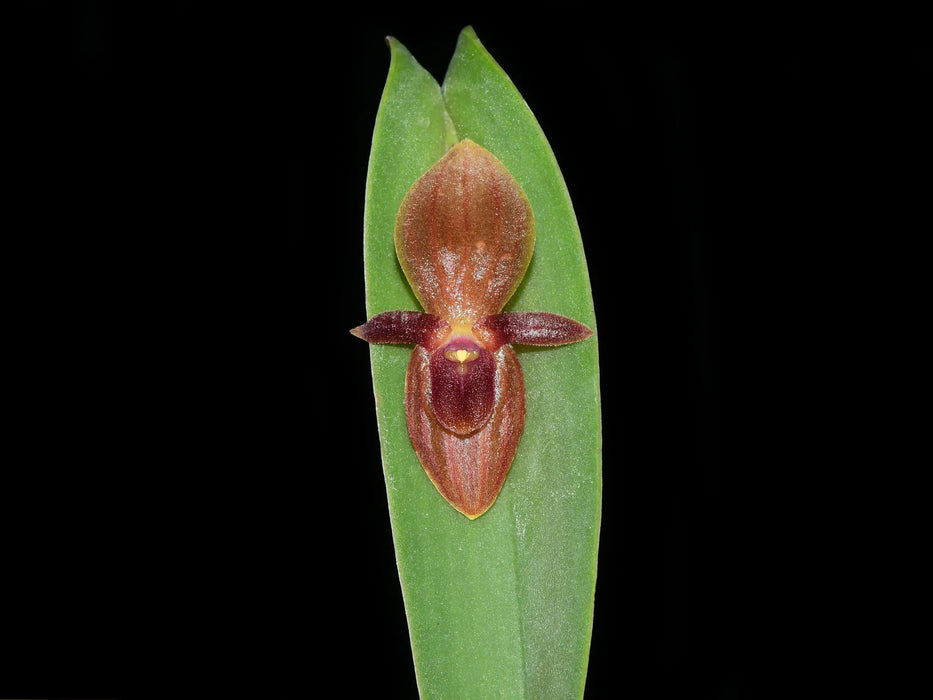 Pleurothallis asplundii