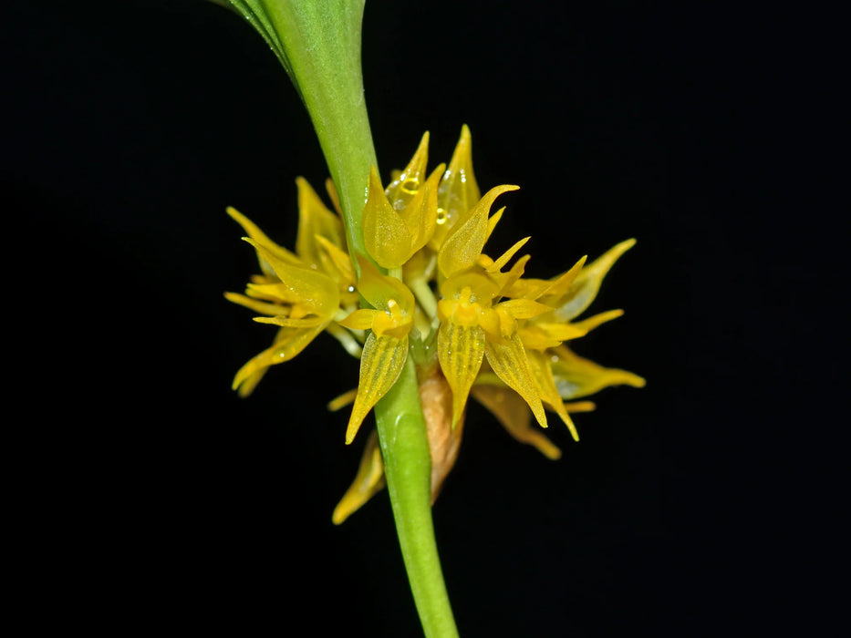 Pleurothallis bicallosa