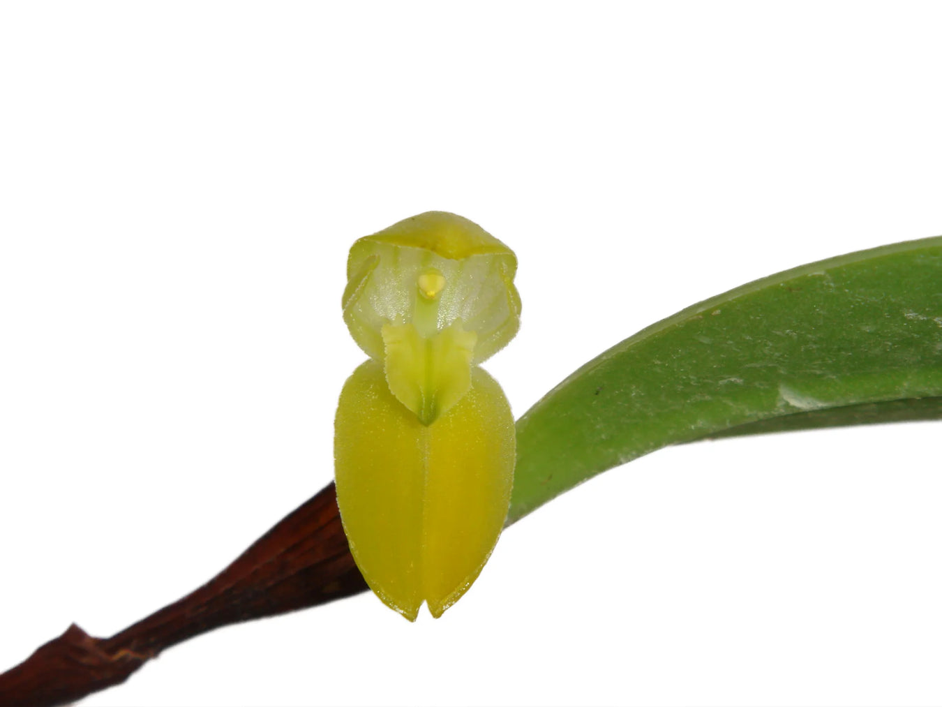 Pleurothallopsis