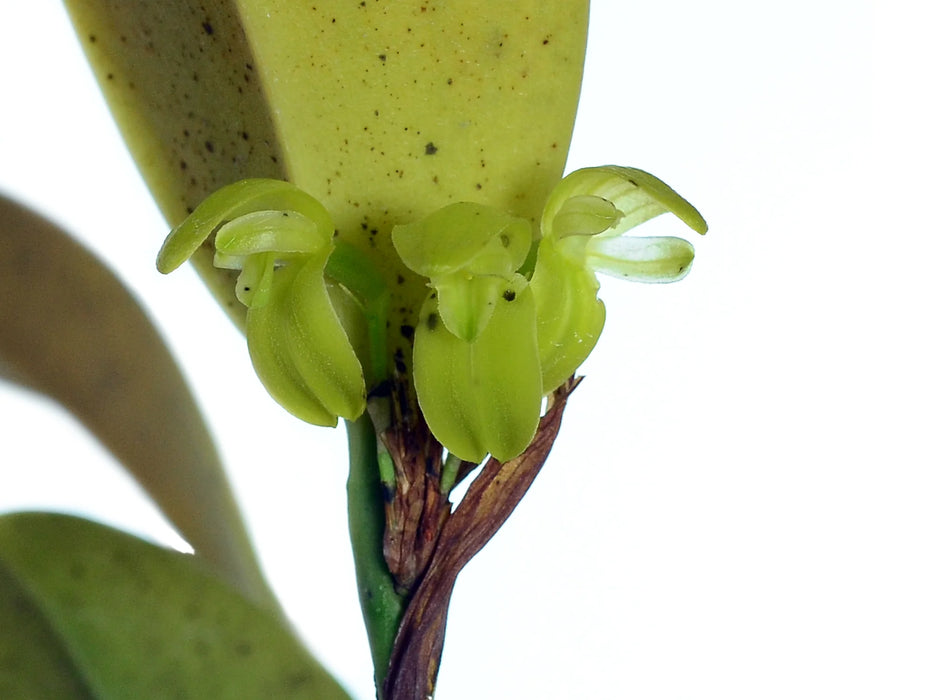 Pleurothallopsis carnosa