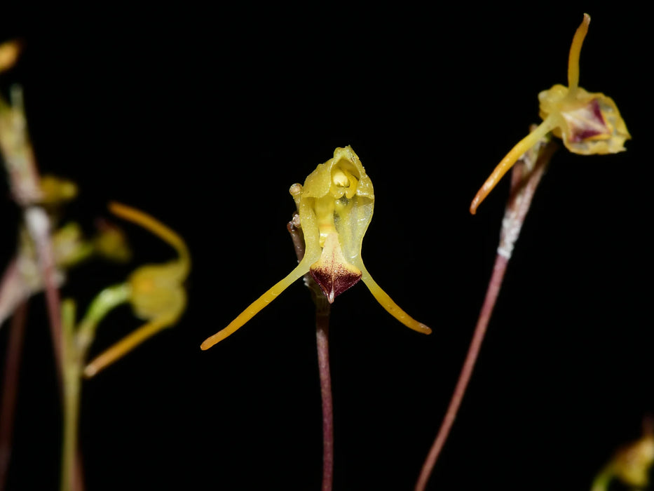 Porroglossum olivaceum 'Gigi'