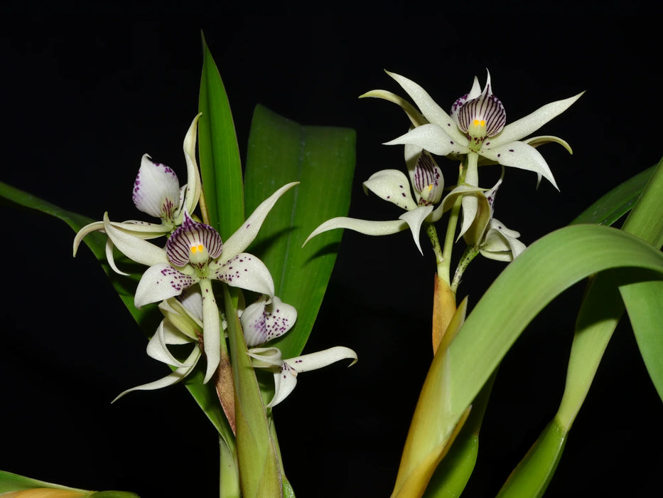 Prosthechea aemula