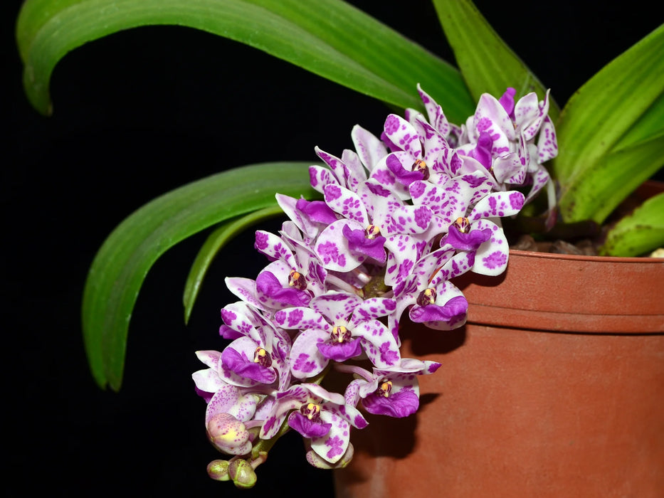 Rhynchostylis gigantea