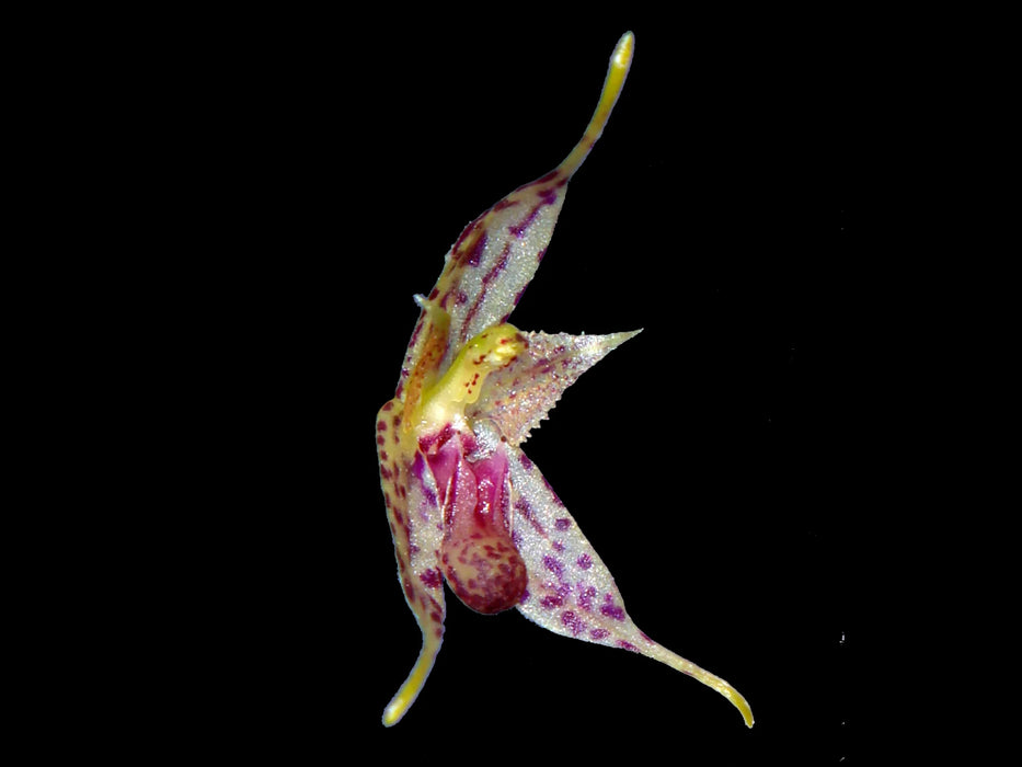 Specklinia gongylodes