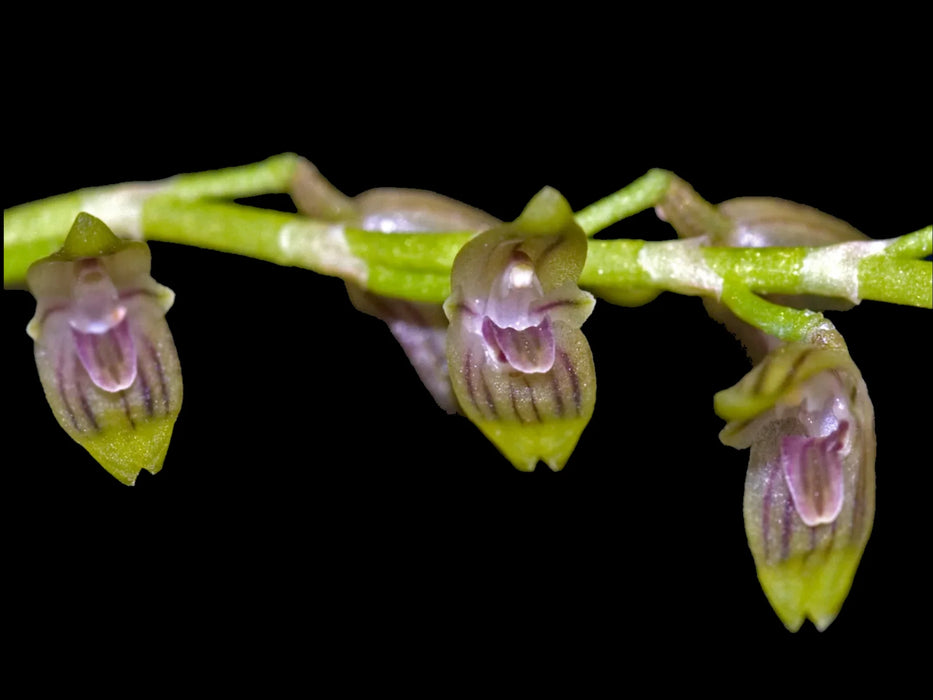 Specklinia gracillima