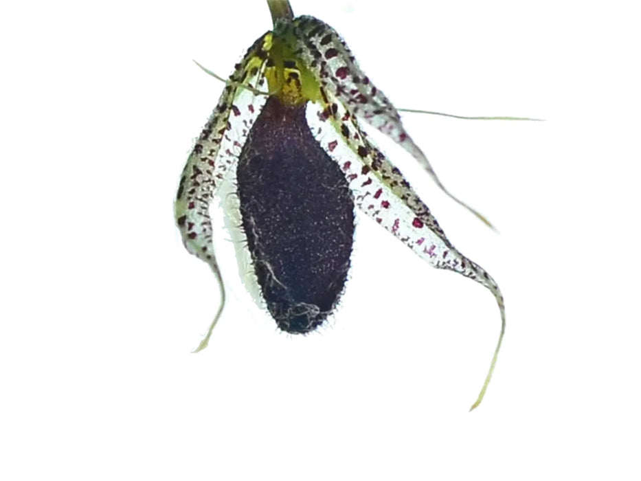 Specklinia megalops