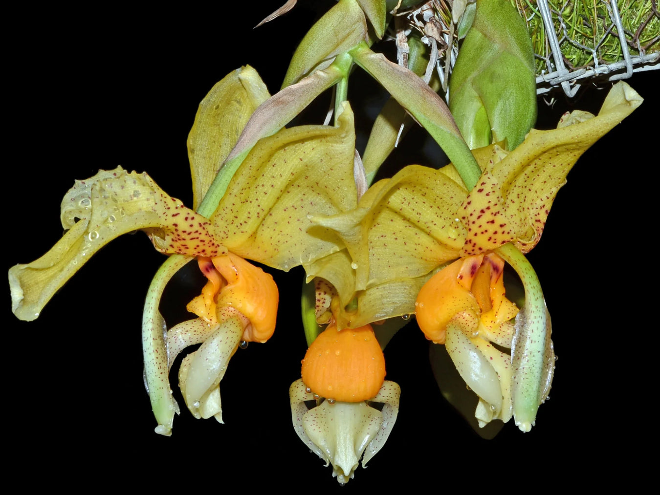 Stanhopea hybrid