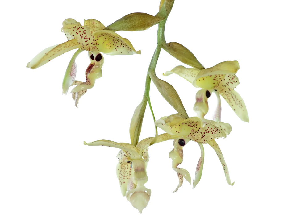 Stanhopea oculata