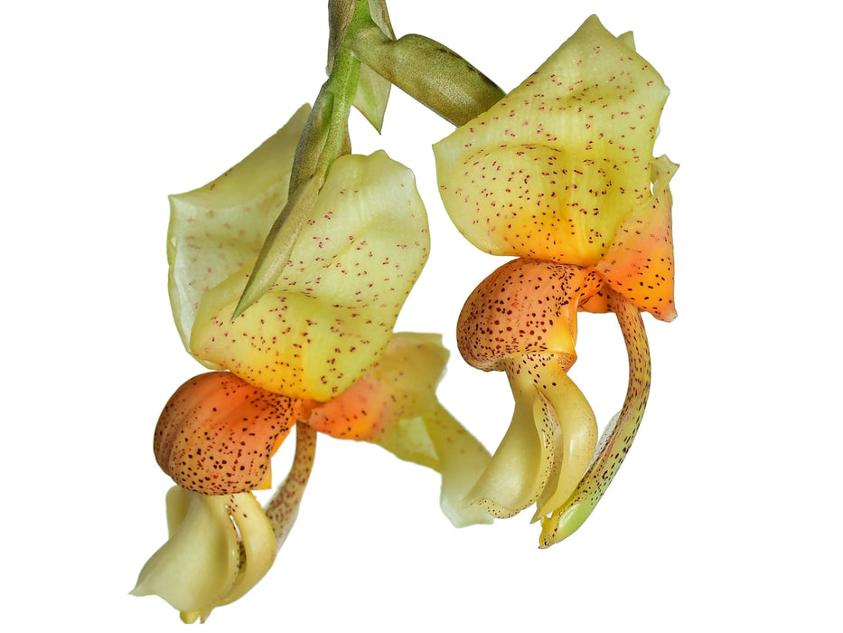 Stanhopea saccata