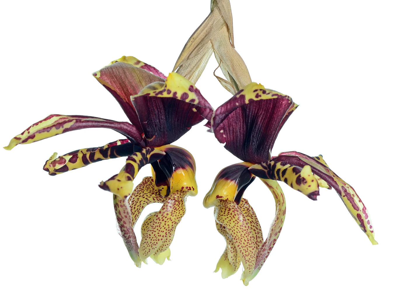 Stanhopea