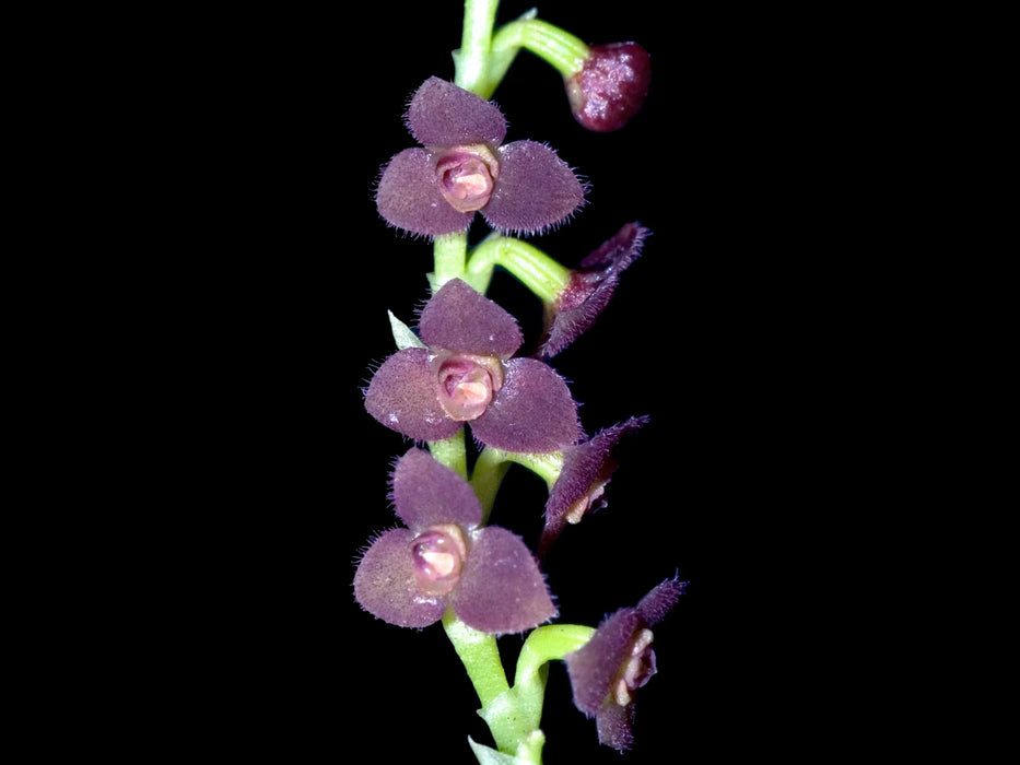 Stelis aprica