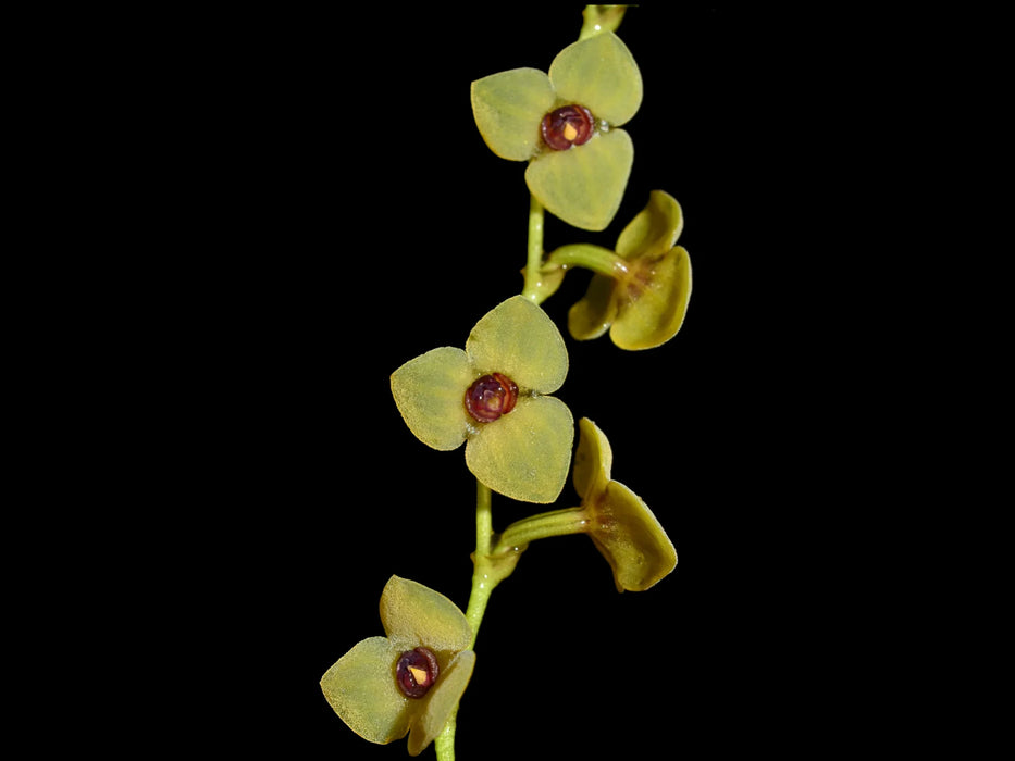 Stelis azuayensis