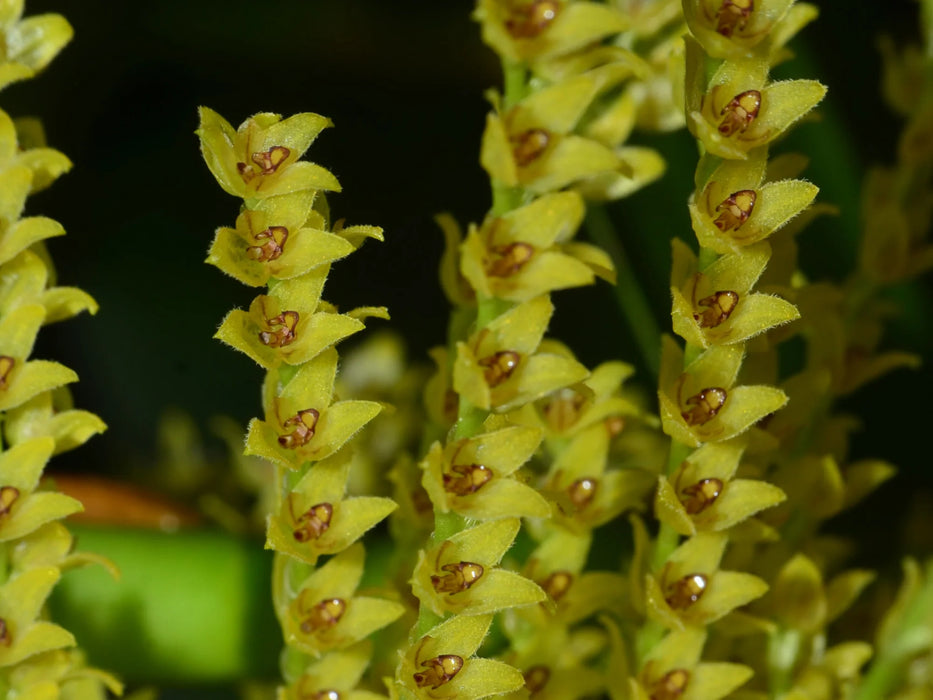 Stelis dapsilis