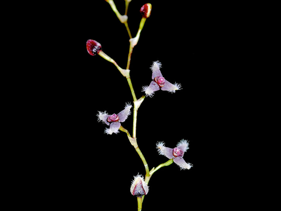 Stelis flexuosissima