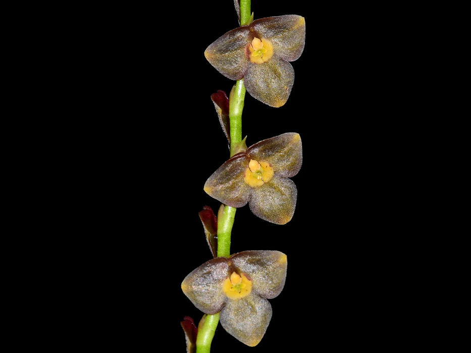 Stelis genychila