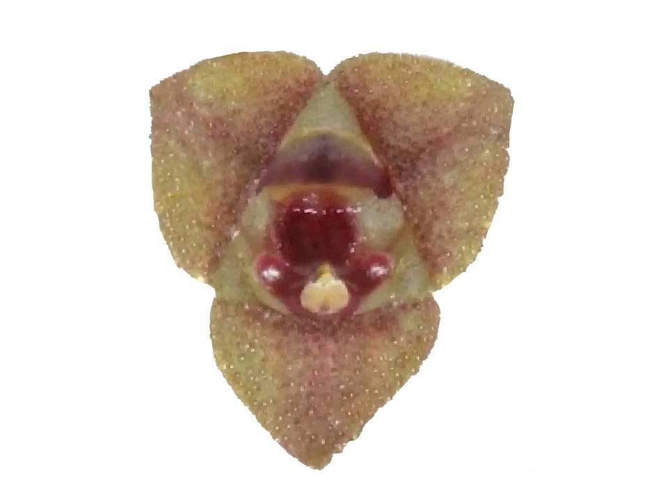 Stelis hirtzii