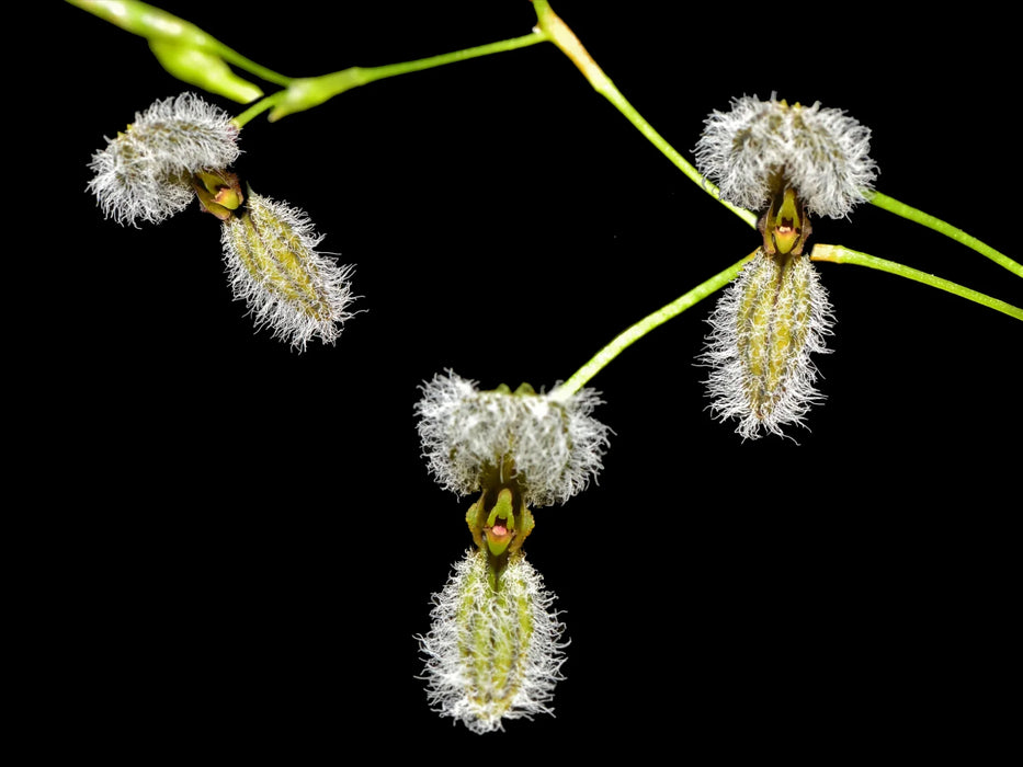 Stelis kefersteiniana #2