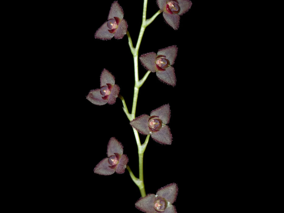 Stelis lentiginosa