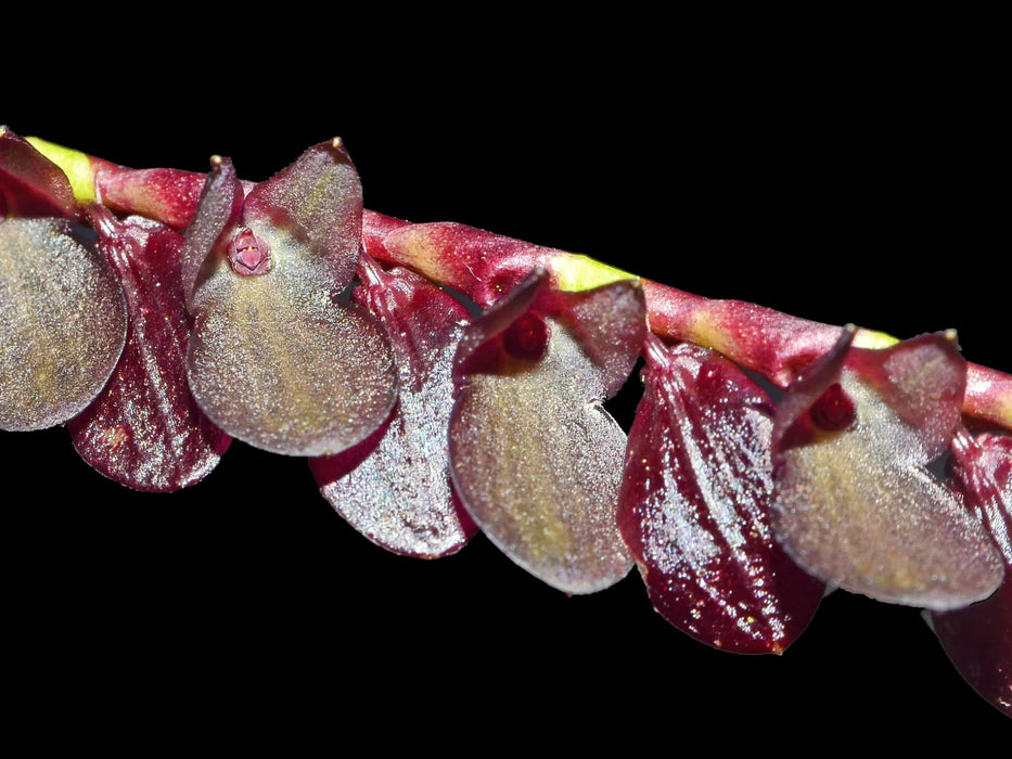 Stelis lynniana