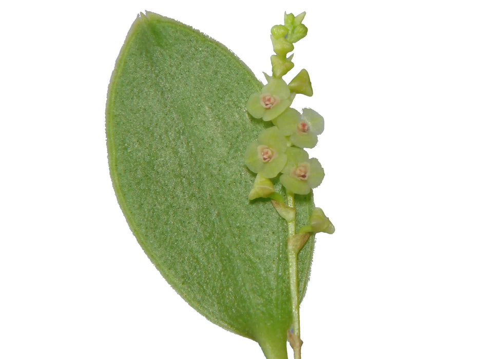 Stelis morganii