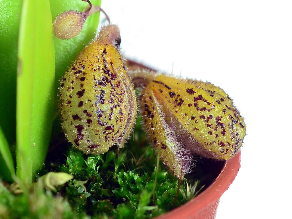 Stelis oscargrouchii