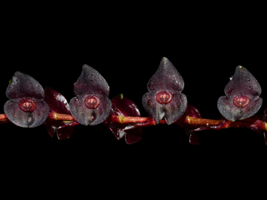 Stelis patinaria