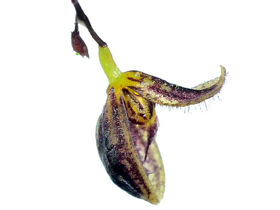 Stelis trichostoma