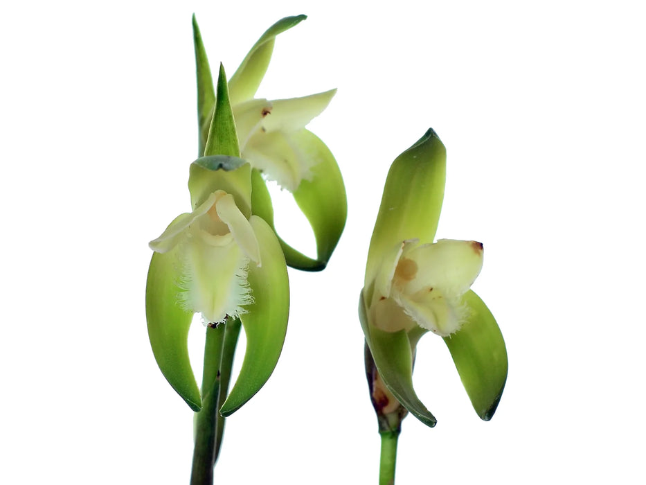 Sudamerlycaste cobbiana