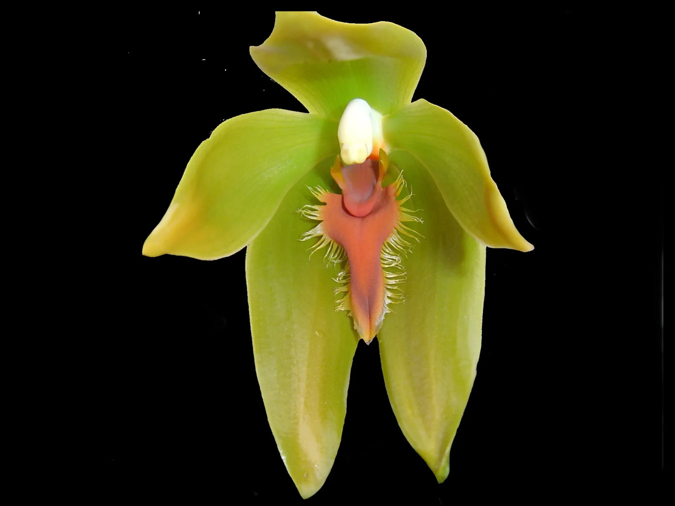 Sudamerlycaste