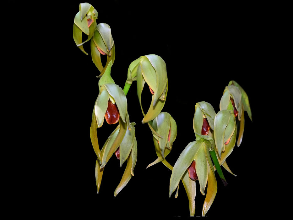 Sudamerlycaste x  monopampanensis