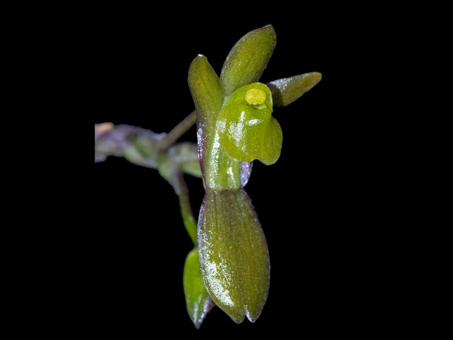 Systeloglossum ecuadorense