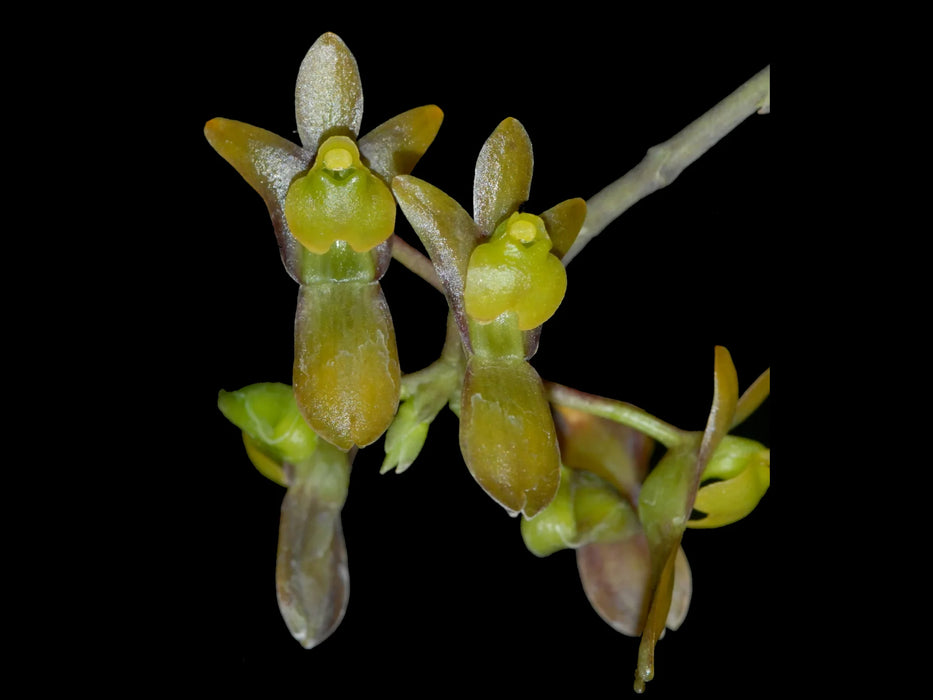 Systeloglossum ecuadorense