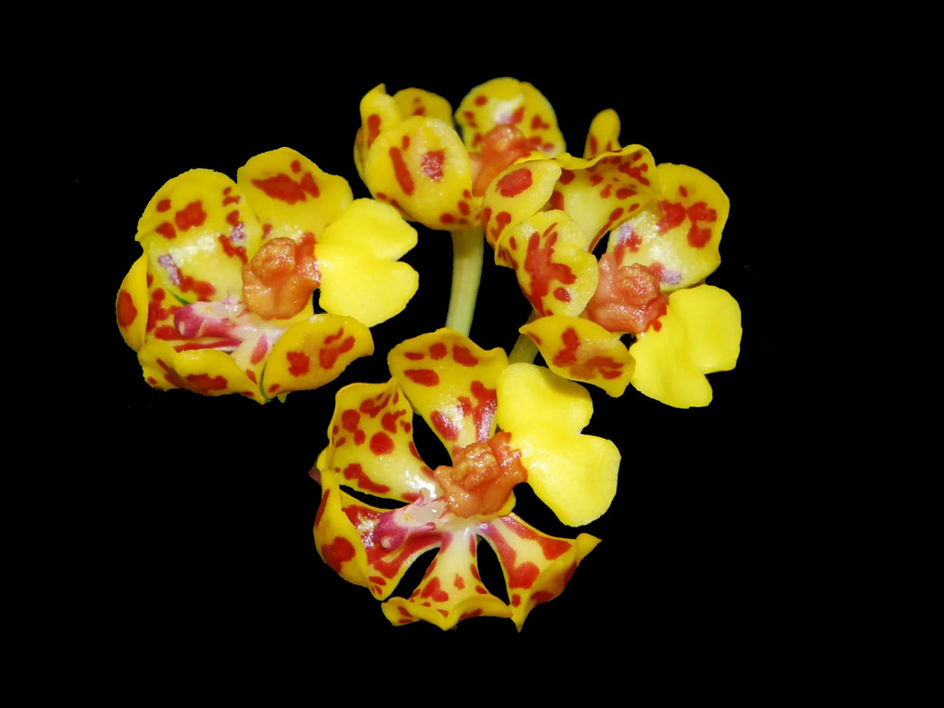 Trichocentrum