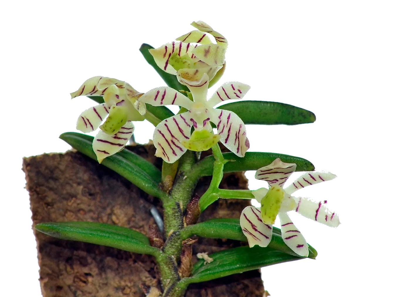 Trichoglottis