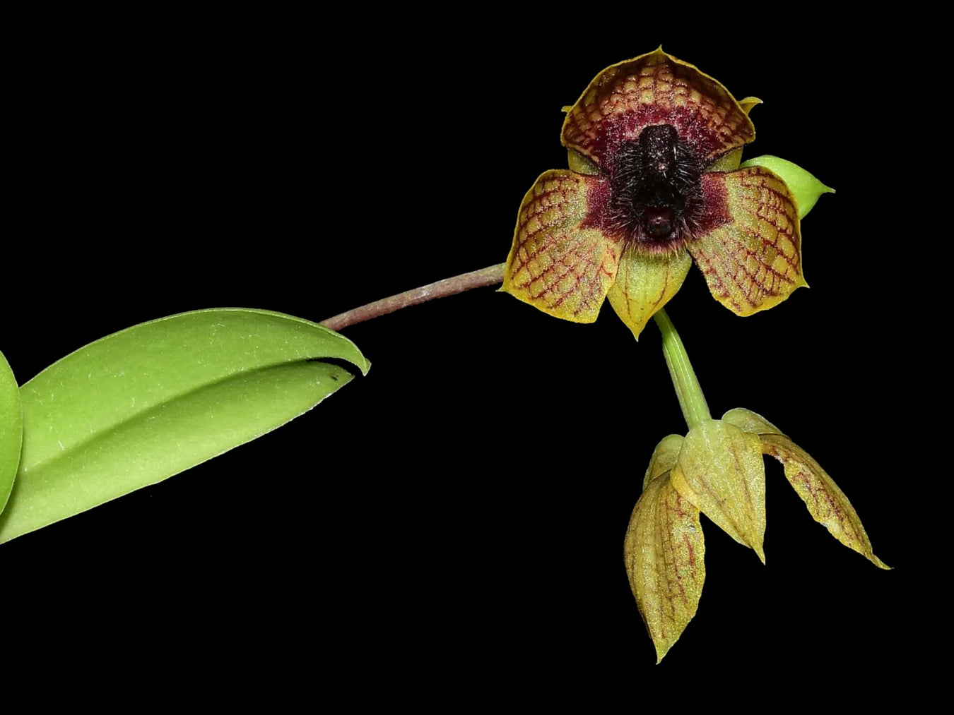 Trichopogon hybrid