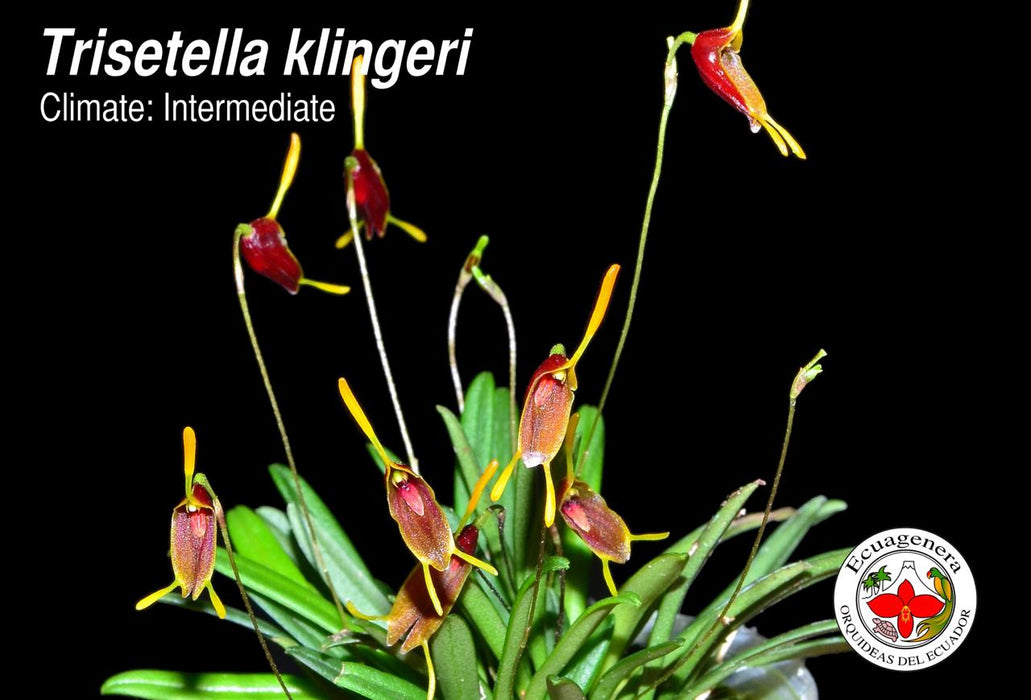 Trisetella klingeri