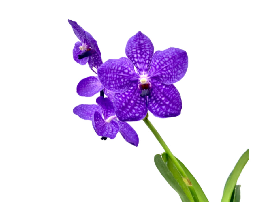 Vanda Pachara Delight FCC/JOGA