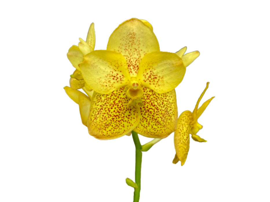 Vanda Udom Gold x Thai Spots