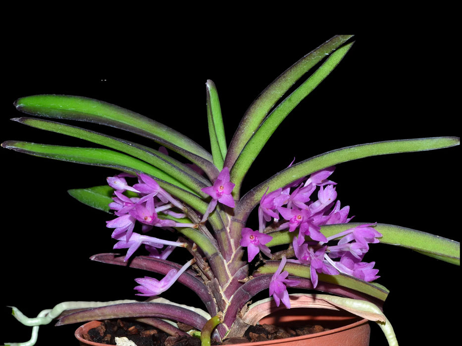 Vanda nana